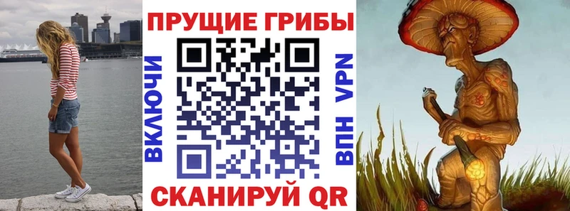 Псилоцибиновые грибы Psilocybe Купить где Катайск